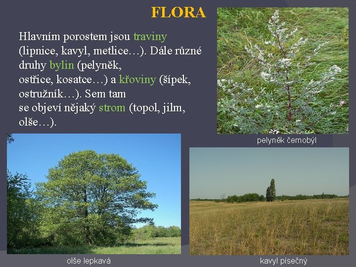 FLORA Hlavním porostem jsou traviny (lipnice, kavyl, metlice…). Dále různé druhy bylin (pelyněk, ostřice,