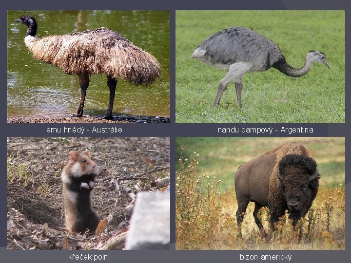 emu hnědý - Austrálie křeček polní nandu pampový - Argentina bizon americký 