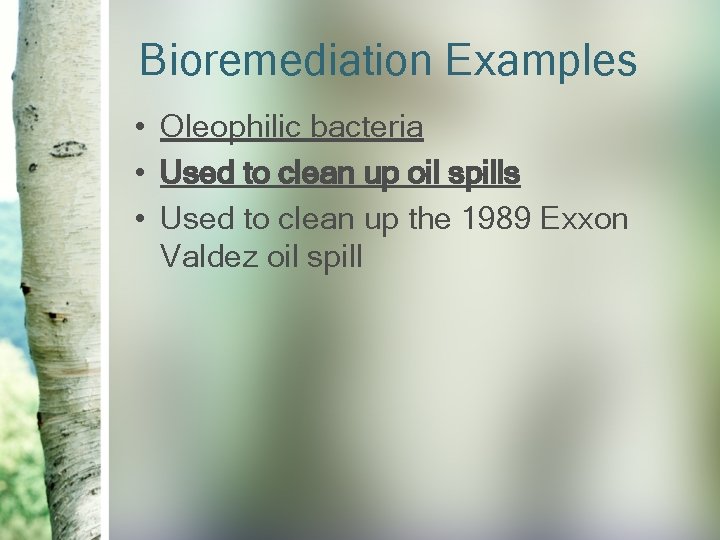 Bioremediation Examples • Oleophilic bacteria • Used to clean up oil spills • Used