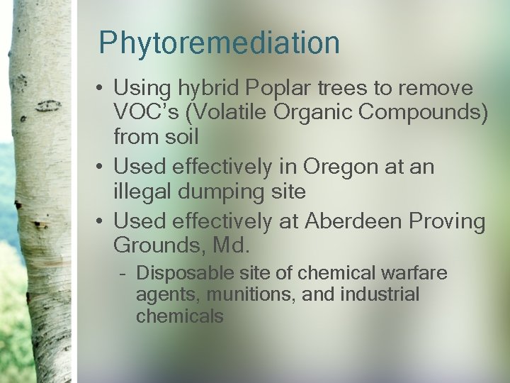Phytoremediation • Using hybrid Poplar trees to remove VOC’s (Volatile Organic Compounds) from soil