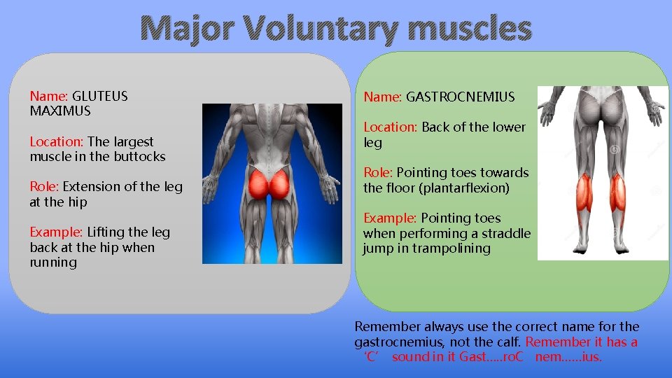 Major Voluntary muscles Name: GLUTEUS MAXIMUS Location: The largest muscle in the buttocks Role: