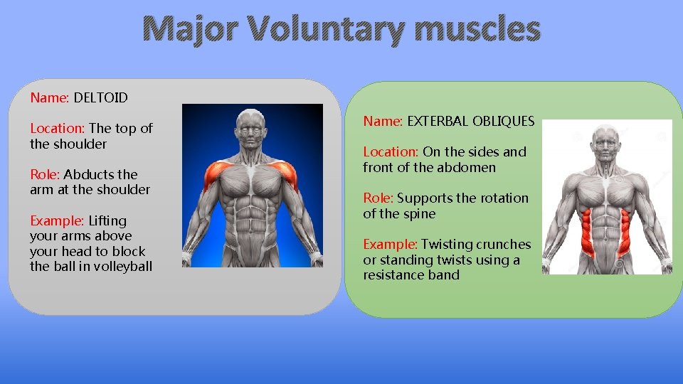Major Voluntary muscles Name: DELTOID Location: The top of the shoulder Role: Abducts the