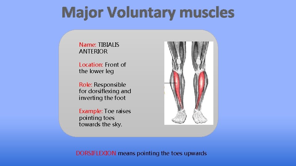 Major Voluntary muscles Name: TIBIALIS ANTERIOR Location: Front of the lower leg Role: Responsible