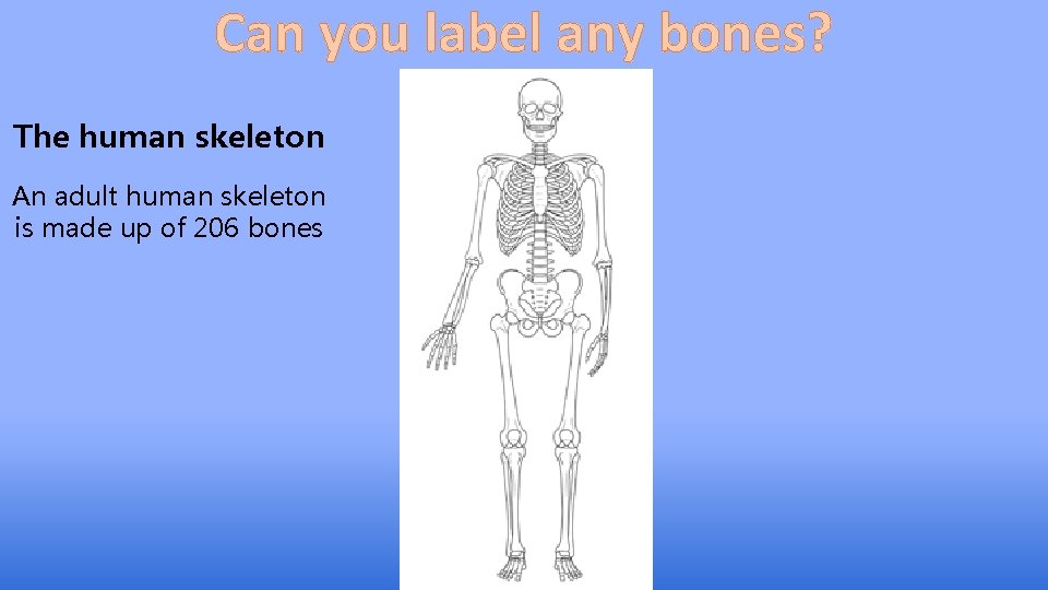 Can you label any bones? The human skeleton An adult human skeleton is made