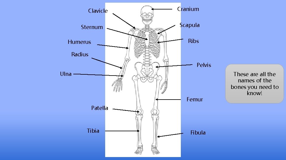 Clavicle Sternum Humerus Cranium Scapula Ribs Radius Pelvis Ulna Femur Patella Tibia Fibula These