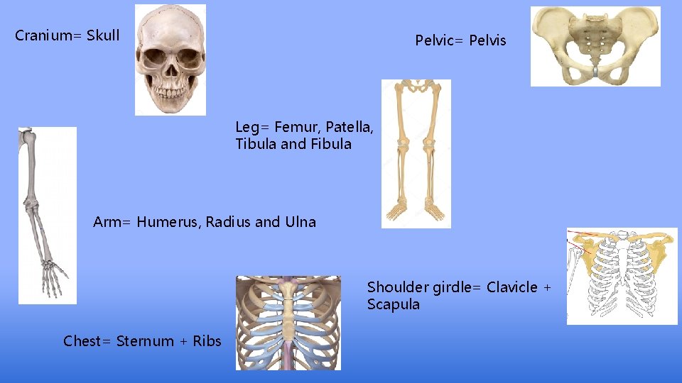 Cranium= Skull Pelvic= Pelvis Leg= Femur, Patella, Tibula and Fibula Arm= Humerus, Radius and