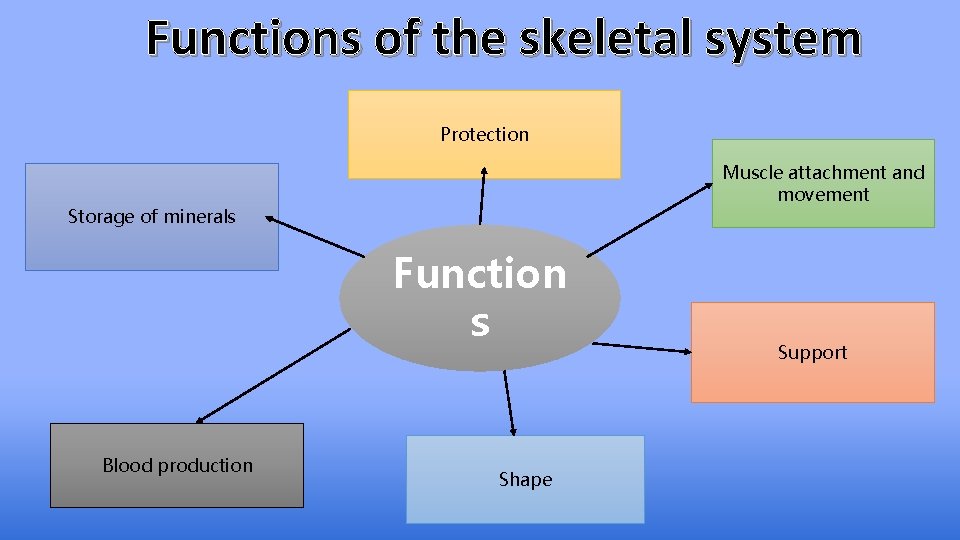 Functions of the skeletal system Protection Muscle attachment and movement Storage of minerals Function