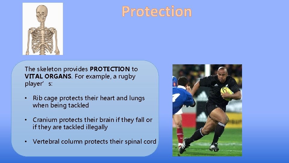 Protection The skeleton provides PROTECTION to VITAL ORGANS. For example, a rugby player’s: •