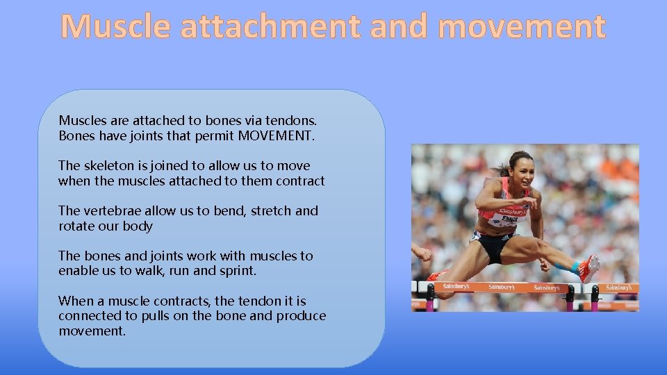 Muscle attachment and movement Muscles are attached to bones via tendons. Bones have joints