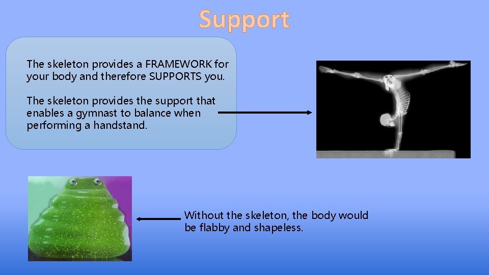 Support The skeleton provides a FRAMEWORK for your body and therefore SUPPORTS you. The