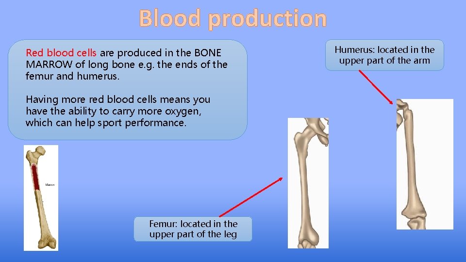 Blood production Red blood cells are produced in the BONE MARROW of long bone