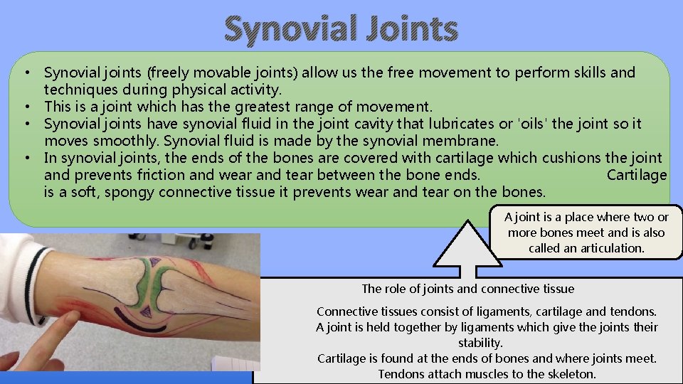 Synovial Joints • Synovial joints (freely movable joints) allow us the free movement to