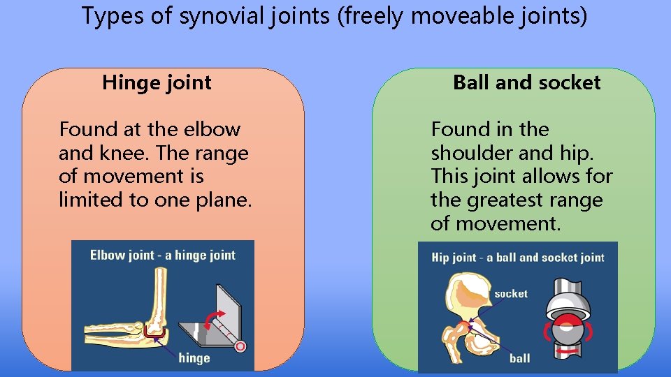 Types of synovial joints (freely moveable joints) Hinge joint Ball and socket Found at