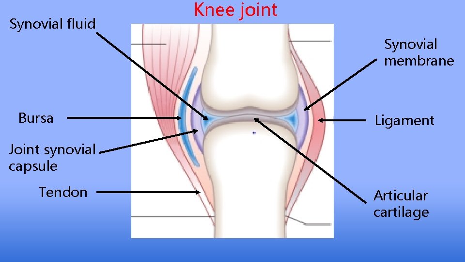 Synovial fluid Knee joint Synovial membrane Bursa Ligament Joint synovial capsule Tendon Articular cartilage