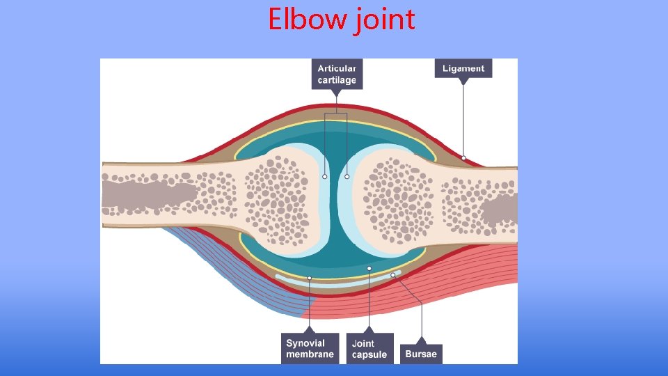 Elbow joint 