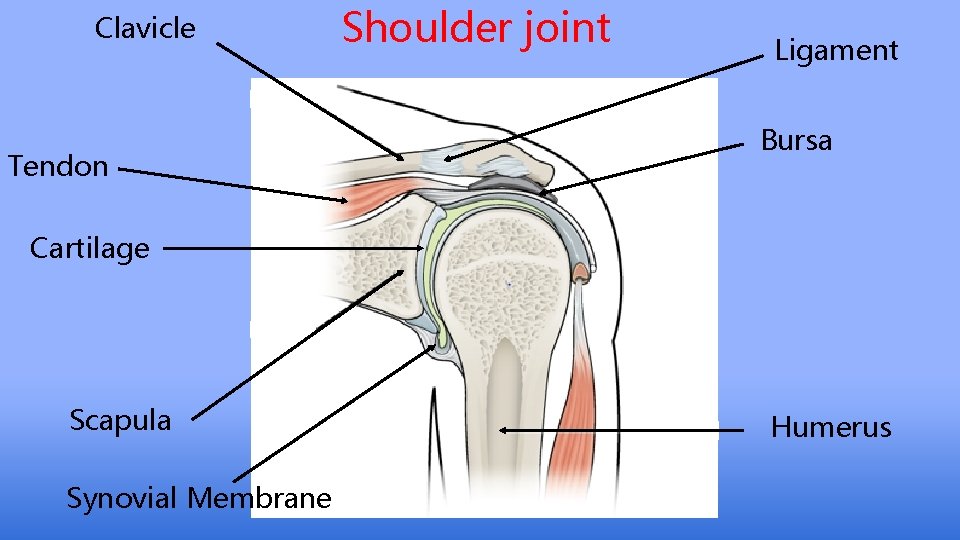 Clavicle Tendon Shoulder joint Ligament Bursa Cartilage Scapula Synovial Membrane Humerus 