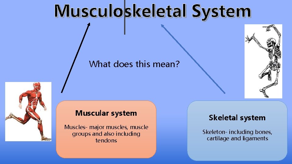 Musculoskeletal System What does this mean? Muscular system Muscles- major muscles, muscle groups and