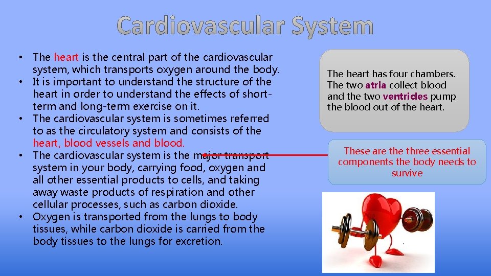  • The heart is the central part of the cardiovascular system, which transports