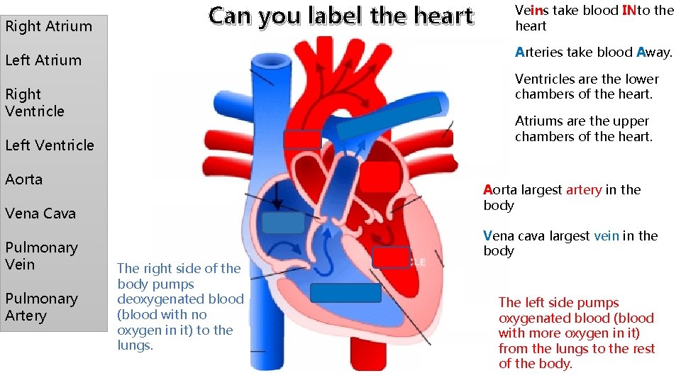 Right Atrium Can you label the heart Arteries take blood Away. Left Atrium Ventricles