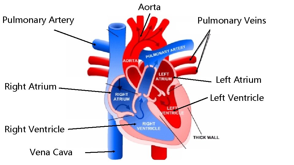 Aorta Pulmonary Artery Right Atrium Pulmonary Veins Left Atrium Left Ventricle Right Ventricle Vena
