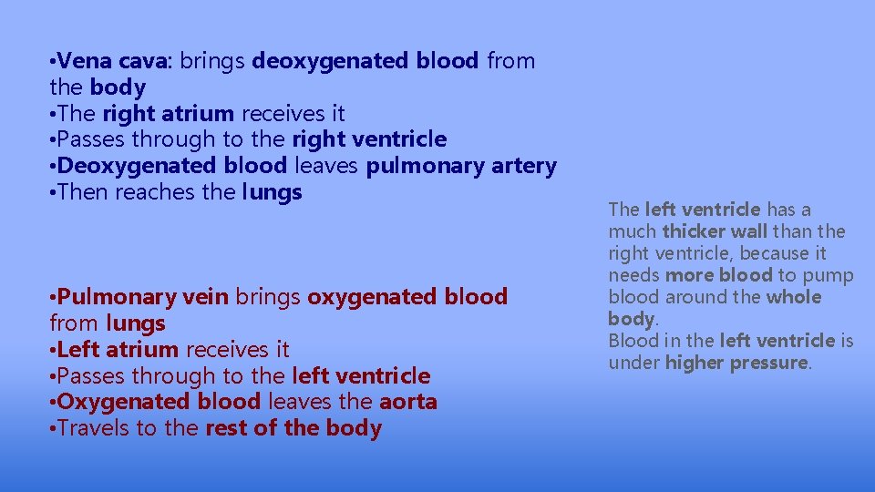  • Vena cava: brings deoxygenated blood from the body • The right atrium