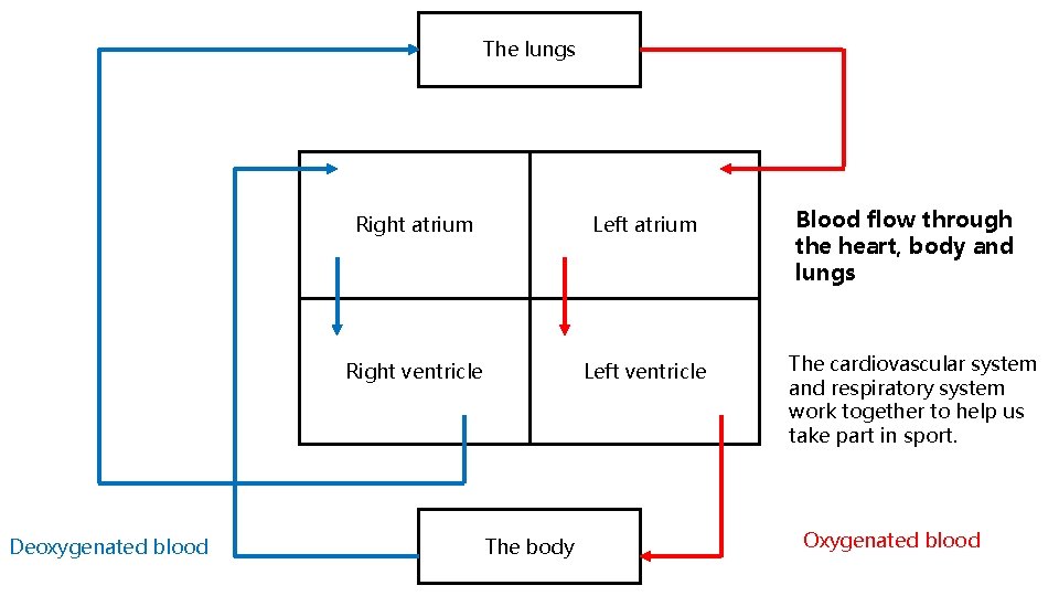 The lungs Deoxygenated blood Right atrium Left atrium Right ventricle Left ventricle The body