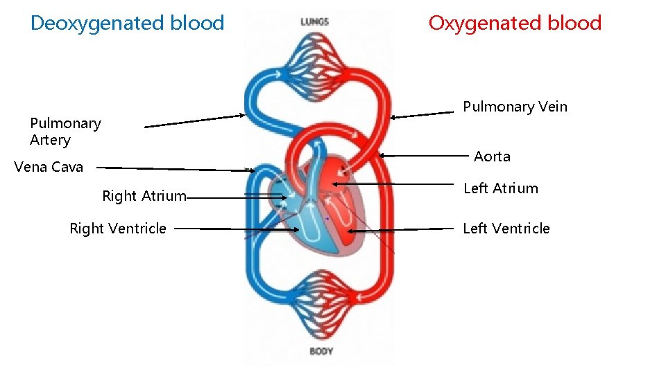 Deoxygenated blood Pulmonary Artery Vena Cava Right Atrium Right Ventricle Oxygenated blood Pulmonary Vein