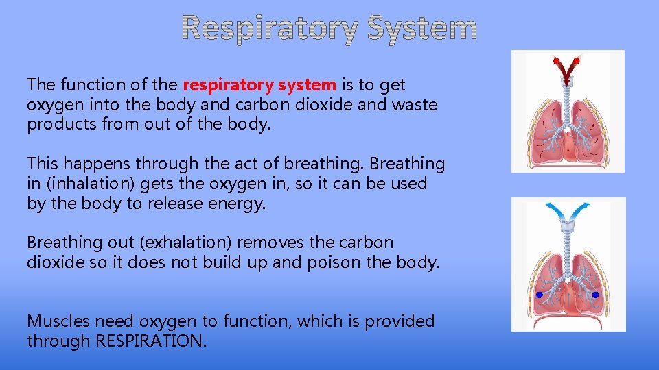 The function of the respiratory system is to get oxygen into the body and