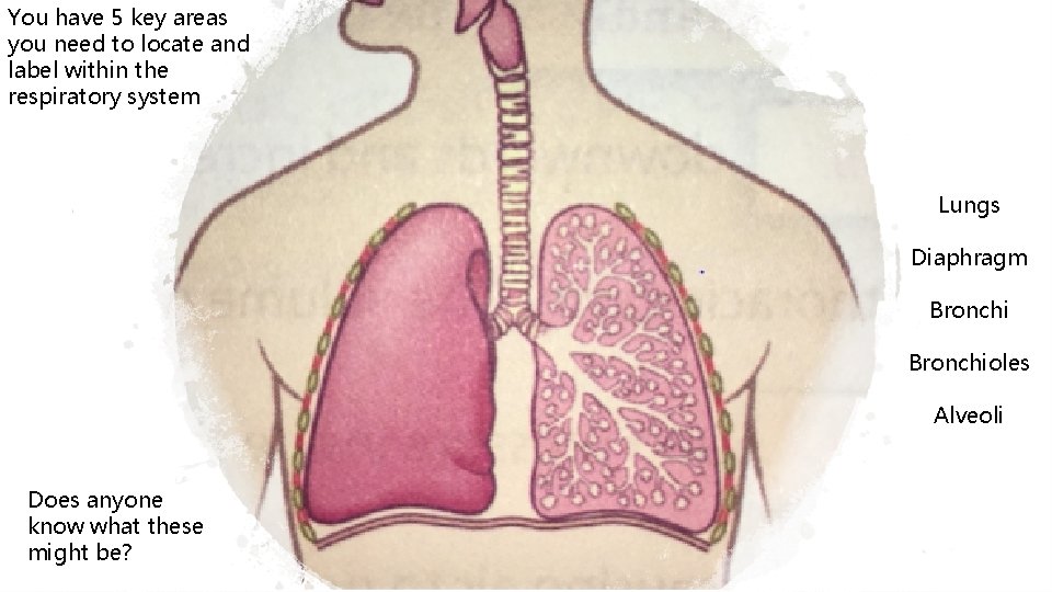 You have 5 key areas you need to locate and label within the respiratory