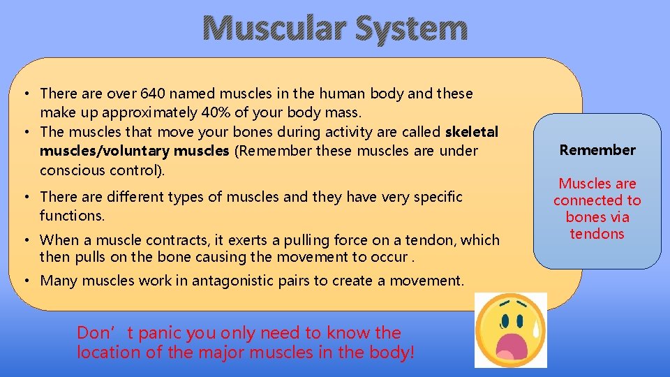 Muscular System • There are over 640 named muscles in the human body and