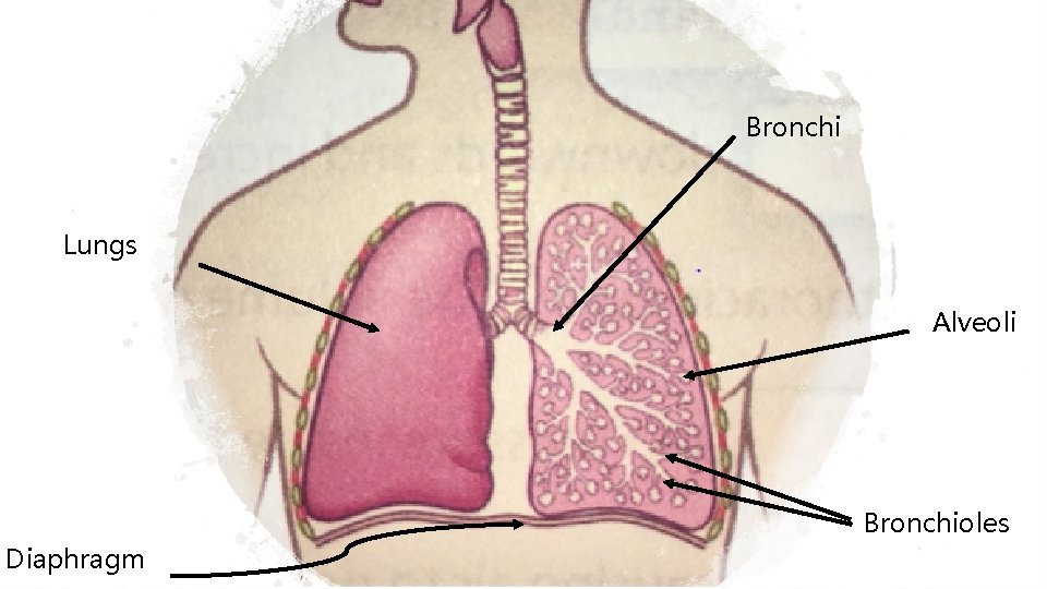 Bronchi Lungs Alveoli Bronchioles Diaphragm 