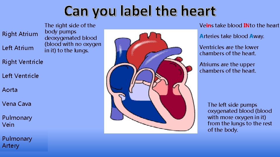 Can you label the heart Right Atrium Left Atrium Right Ventricle Left Ventricle The