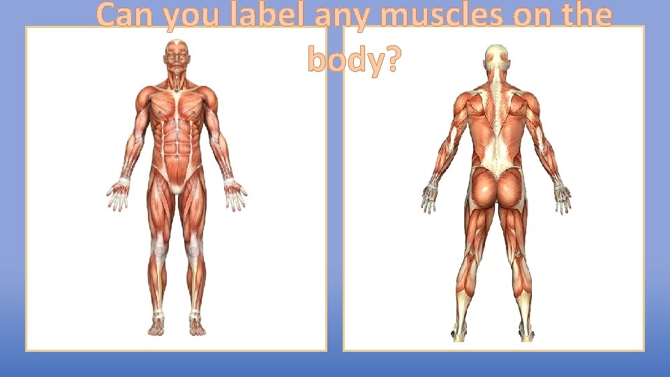 Can you label any muscles on the body? 