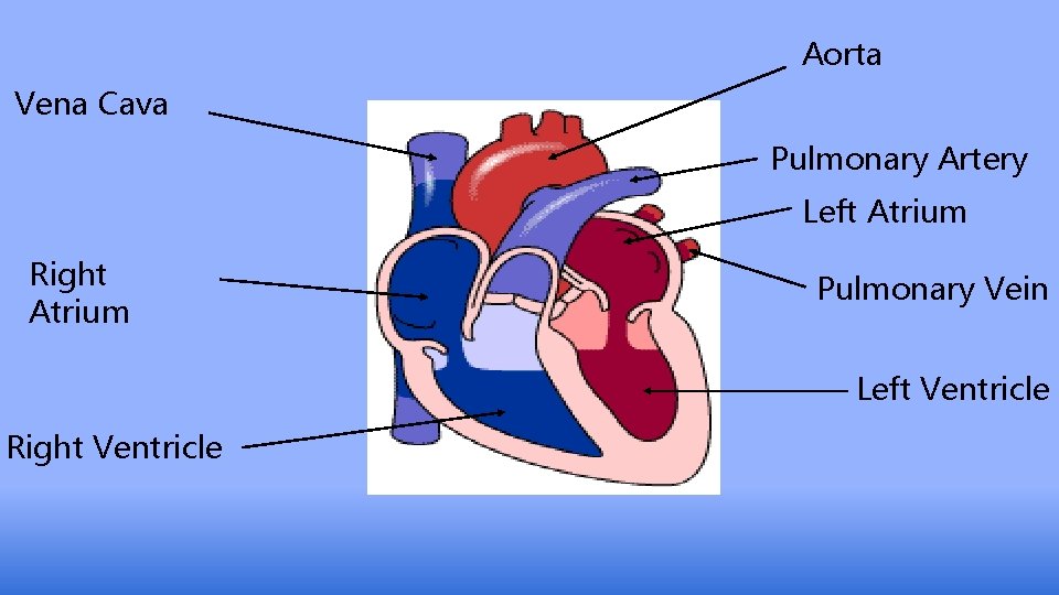 Aorta Vena Cava Pulmonary Artery Left Atrium Right Atrium Pulmonary Vein Left Ventricle Right