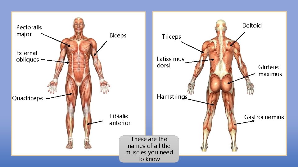 Pectoralis major Deltoid Biceps External obliques Triceps Latissimus dorsi Gluteus maximus Hamstrings Quadriceps Tibialis