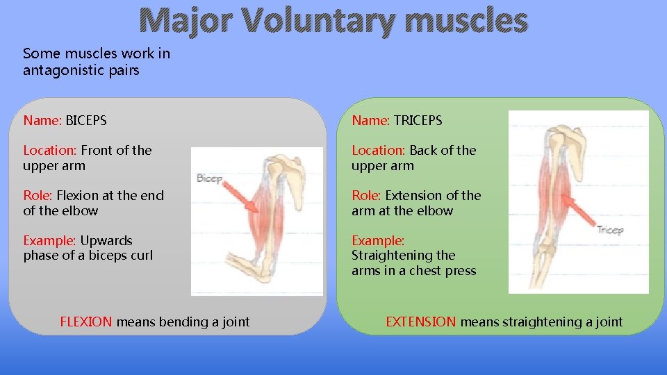 Major Voluntary muscles Some muscles work in antagonistic pairs Name: BICEPS Name: TRICEPS Location: