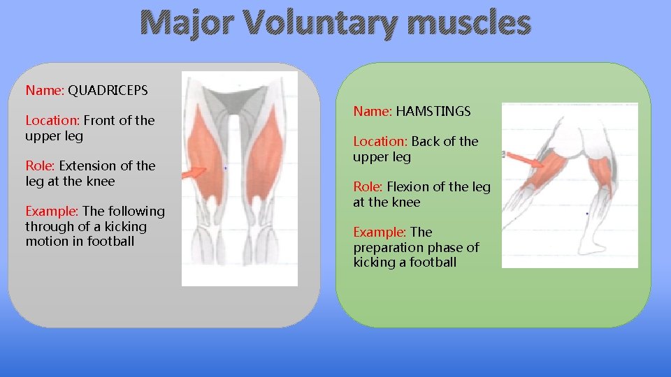 Major Voluntary muscles Name: QUADRICEPS Location: Front of the upper leg Role: Extension of