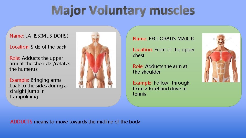 Major Voluntary muscles Name: LATISSIMUS DORSI Location: Side of the back Role: Adducts the