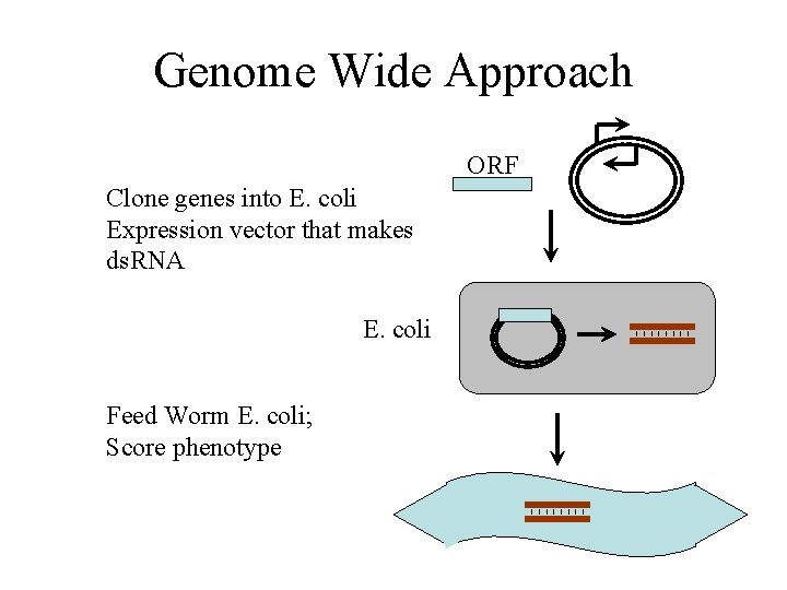 Genome Wide Approach ORF Clone genes into E. coli Expression vector that makes ds.