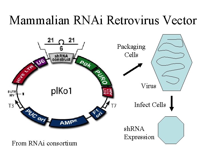 Mammalian RNAi Retrovirus Vector Packaging Cells Virus Infect Cells From RNAi consortium sh. RNA