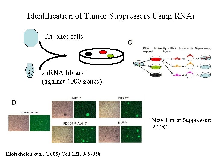 Identification of Tumor Suppressors Using RNAi Tr(-onc) cells sh. RNA library (against 4000 genes)