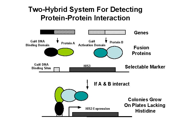 Two-Hybrid System For Detecting Protein-Protein Interaction Genes Gal 4 DNA Binding Domain Gal 4