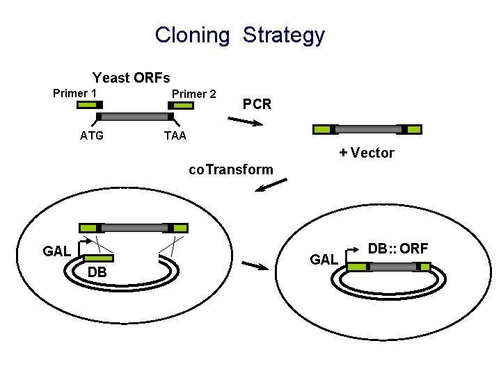 Cloning Strategy Yeast ORFs Primer 1 ATG Primer 2 PCR TAA + Vector co.