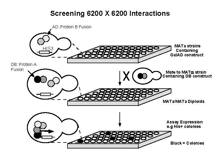 Screening 6200 X 6200 Interactions AD: : Protein B Fusion HIS 3 DB: :