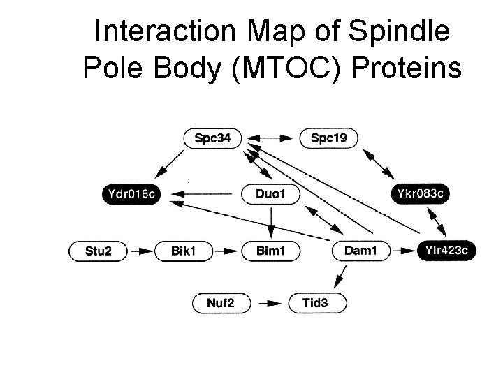 Interaction Map of Spindle Pole Body (MTOC) Proteins 