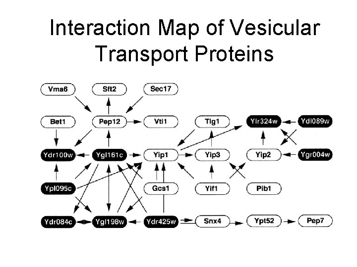 Interaction Map of Vesicular Transport Proteins 