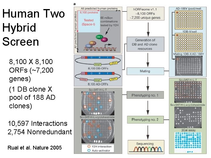 Human Two Hybrid Screen 8, 100 X 8, 100 ORFs (~7, 200 genes) (1