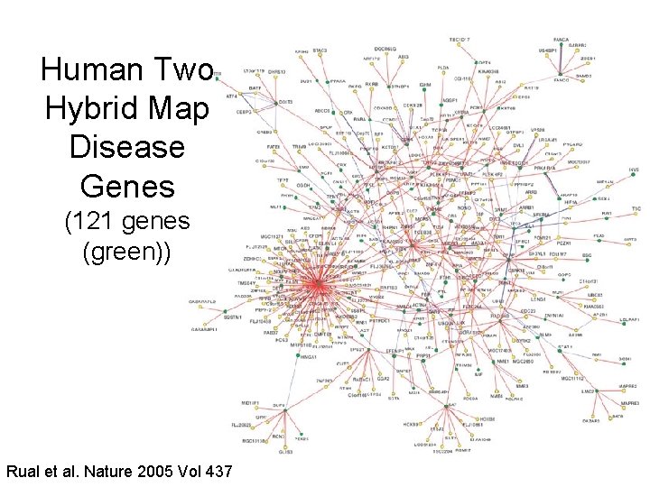 Human Two Hybrid Map Disease Genes (121 genes (green)) Rual et al. Nature 2005
