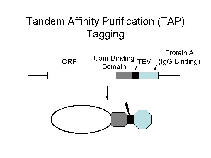 Tandem Affinity Purification (TAP) Tagging ORF Cam-Binding TEV Domain Protein A (Ig. G Binding)