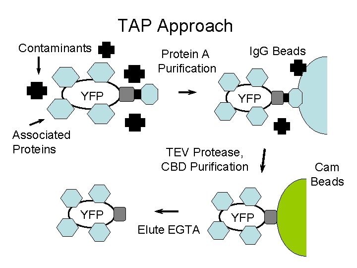 TAP Approach Contaminants YFP Associated Proteins Ig. G Beads Protein A Purification YFP TEV